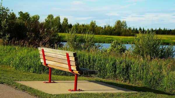 Poudre de baobab : un super-aliment à découvrir absolument